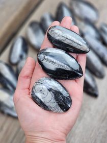 Ortoceratit Fossil liten, per styck