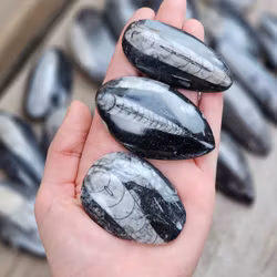 Ortoceratit Fossil liten, per styck