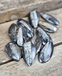 Ortoceratit Fossil mellan, per styck