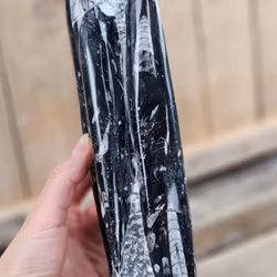 Ortoceratit fossil, stående XL #1