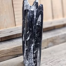 Ortoceratit fossil, stående XL #1