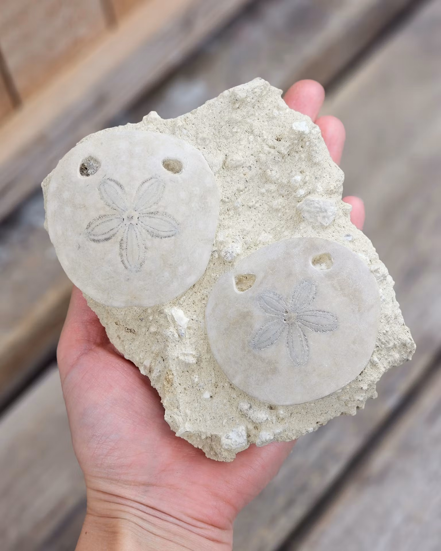 Scutella Sjöborre fossil