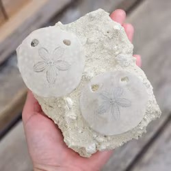 Scutella Sjöborre fossil #1