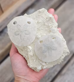 Scutella Sjöborre fossil #1
