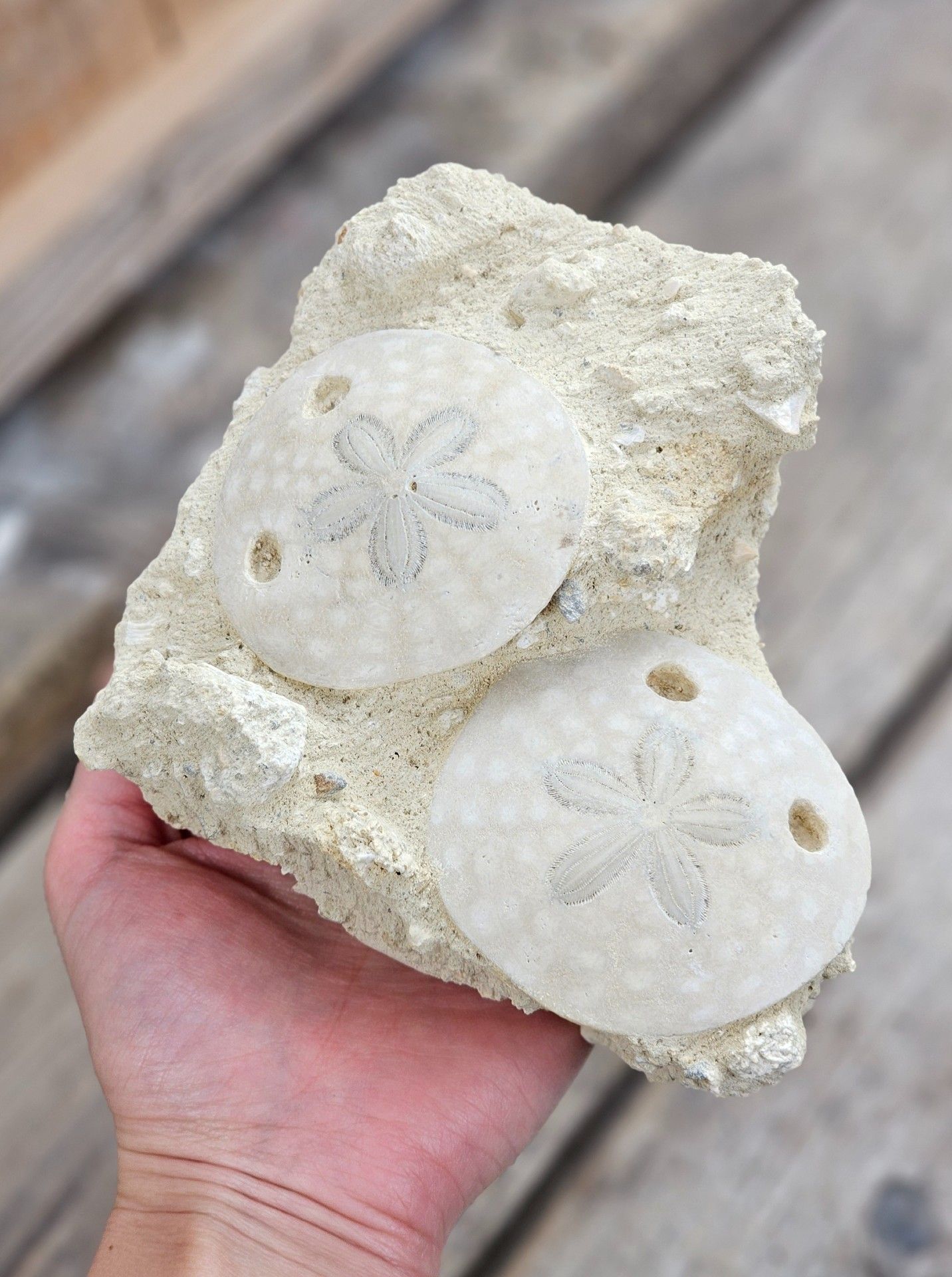 Scutella Sjöborre fossil