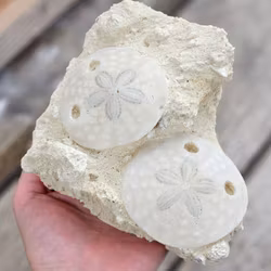 Scutella Sjöborre fossil #2