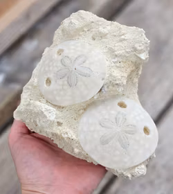 Scutella Sjöborre fossil #2
