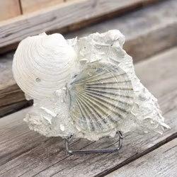 Pecten Benedictus fossil #1