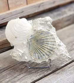 Pecten Benedictus fossil #1