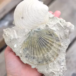 Pecten Benedictus fossil #1