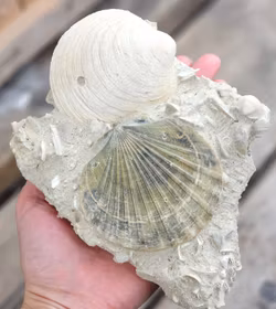 Pecten Benedictus fossil #1
