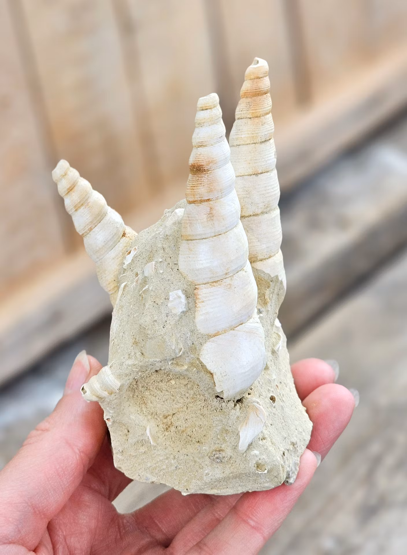 Turritella fossil #2