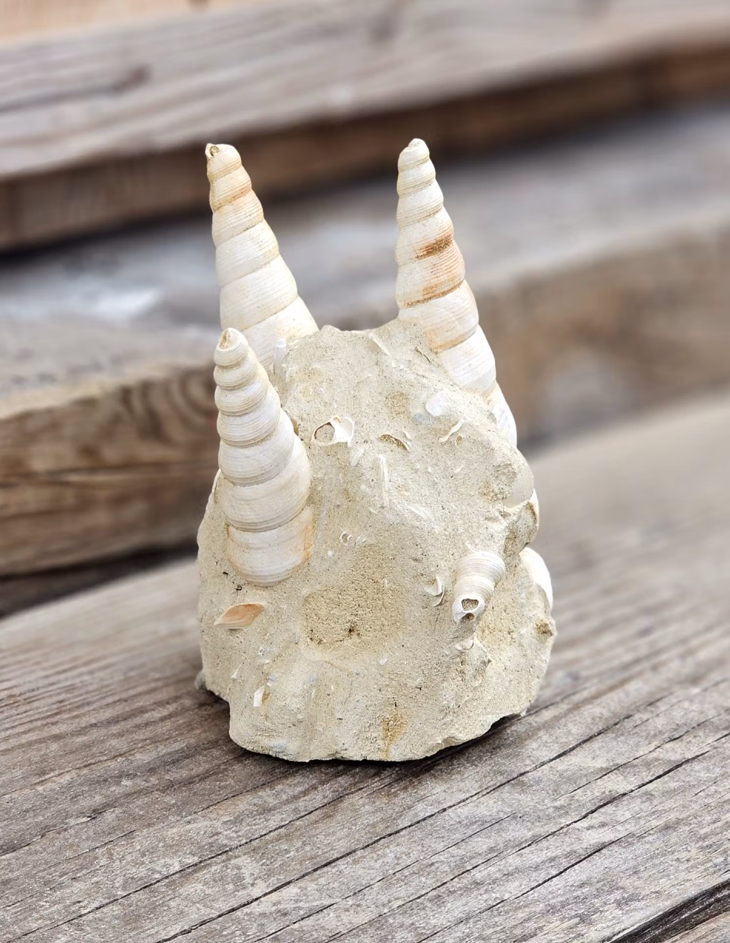 Turritella fossil #2