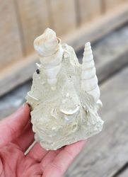 Turritella fossil #3