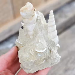 Turritella fossil #3