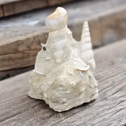 Turritella fossil #3