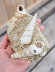 Turritella fossil #5
