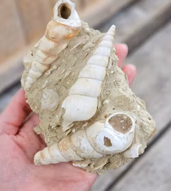 Turritella fossil #5