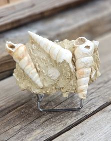 Turritella fossil #5