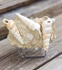 Turritella fossil #5