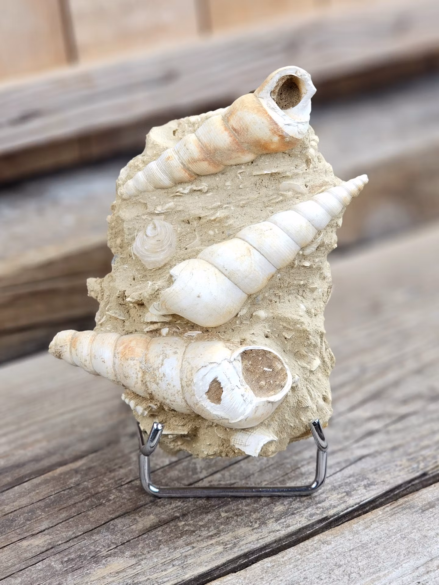 Turritella fossil