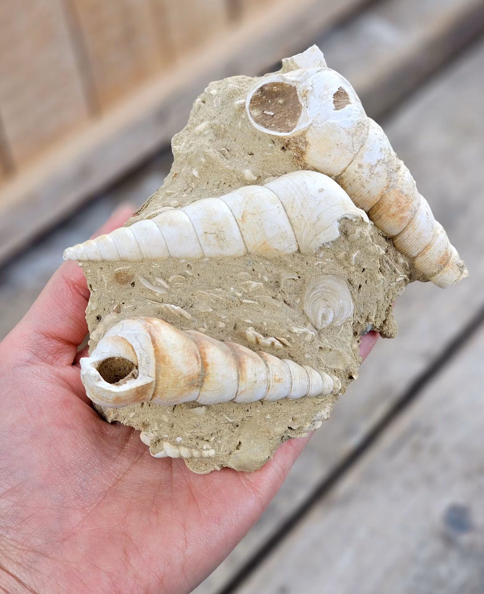 Turritella fossil