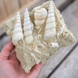 Turritella fossil #6