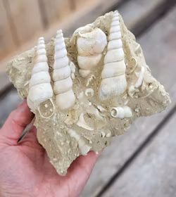 Turritella fossil #6
