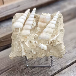 Turritella fossil #6