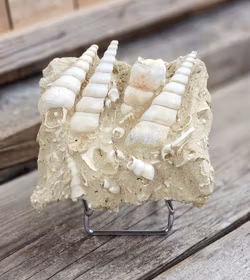 Turritella fossil #6