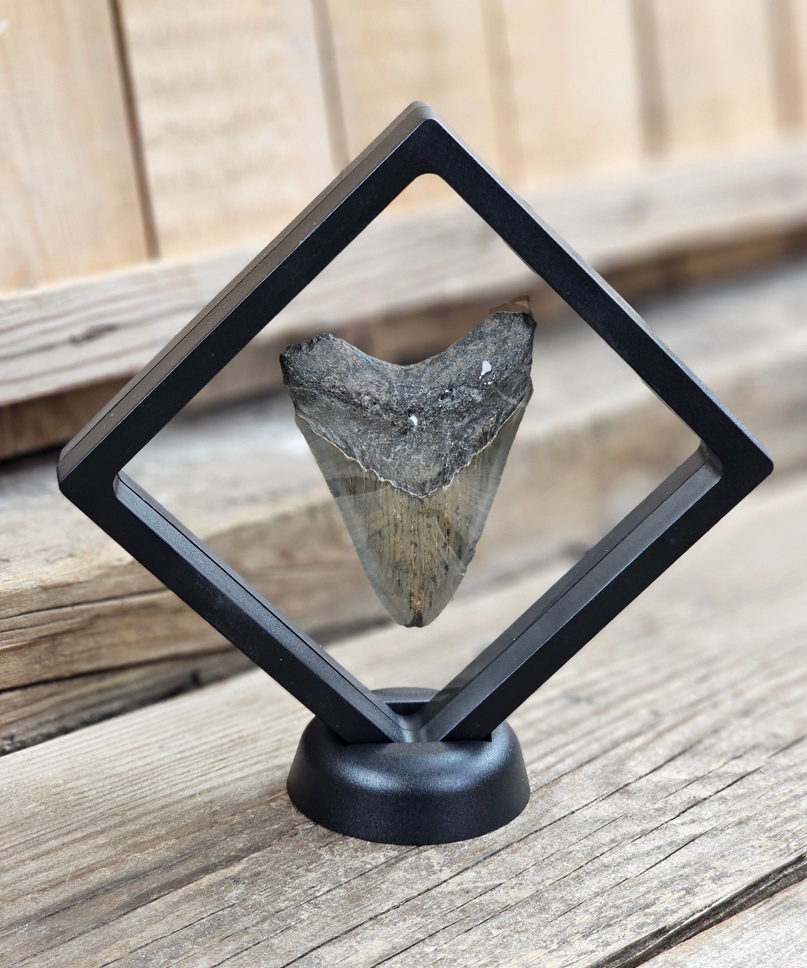 Megalodon tand fossil L