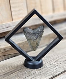 Megalodon tand fossil L #1