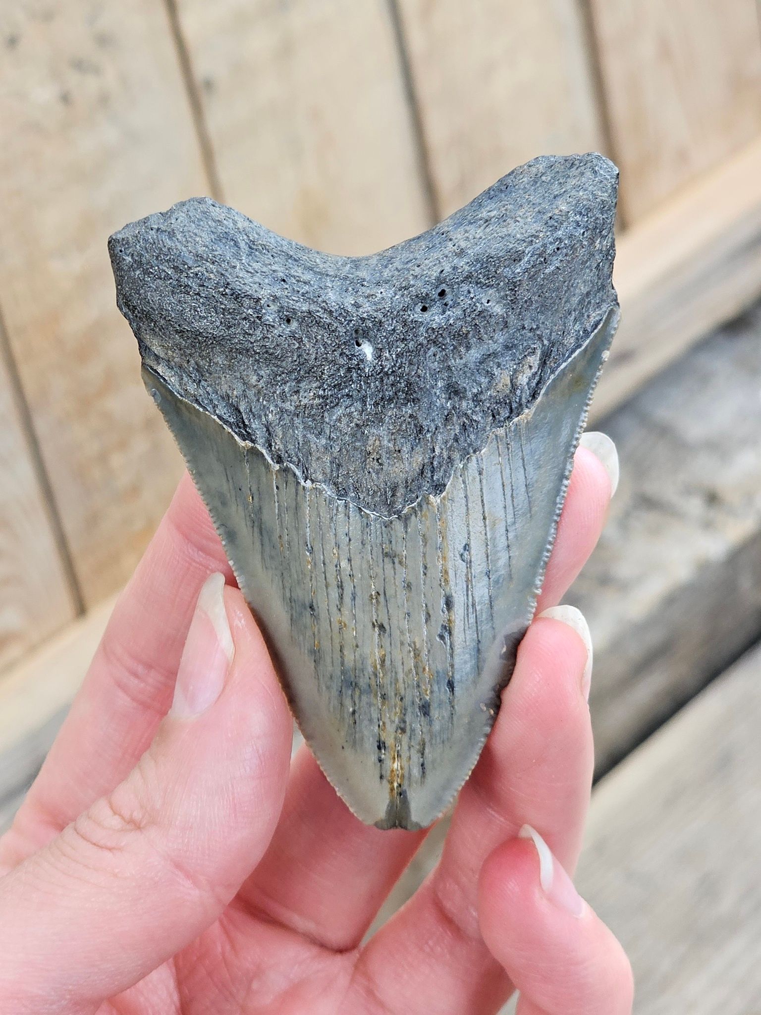 Megalodon tand fossil L