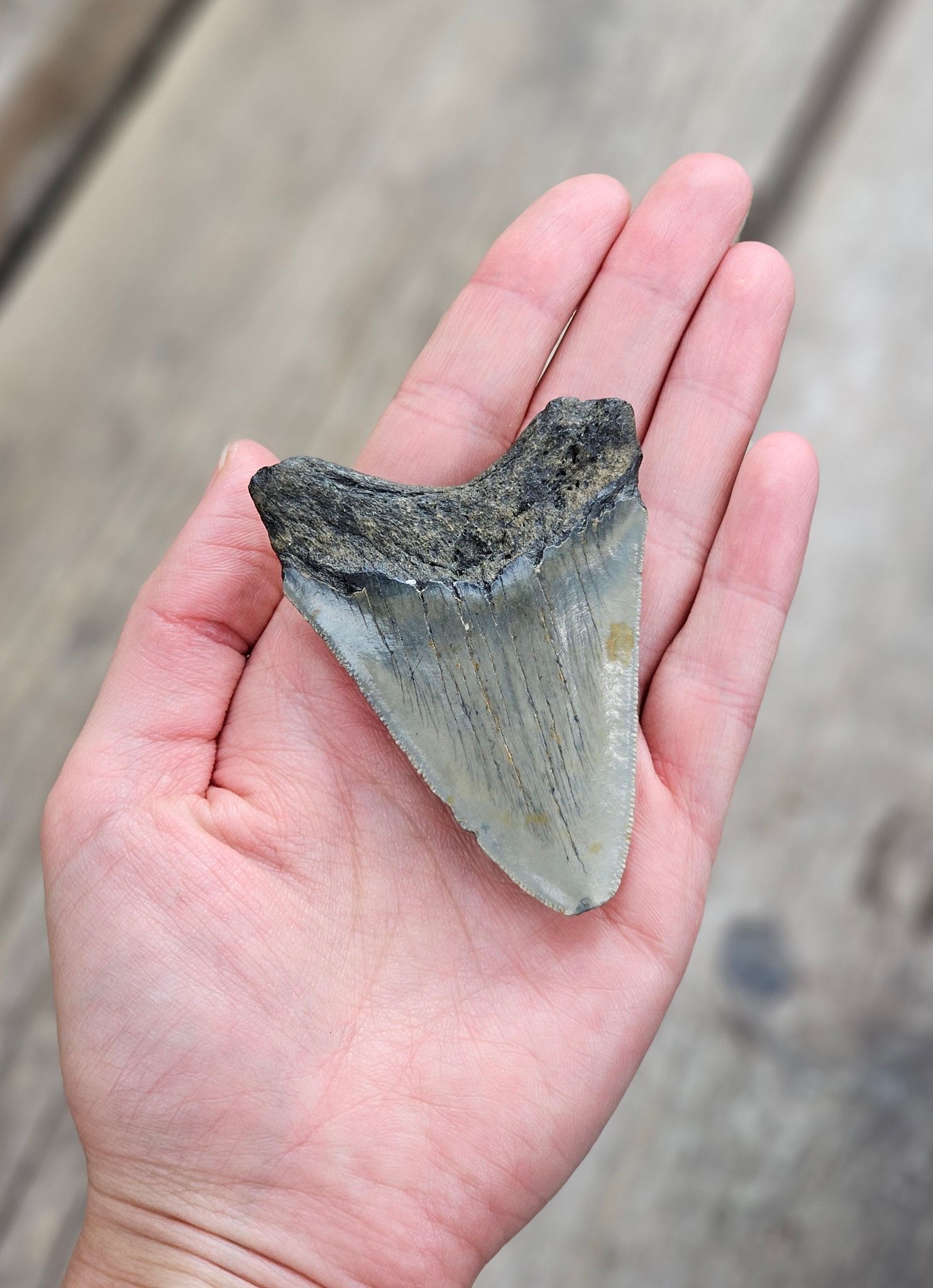 Megalodon tand fossil L