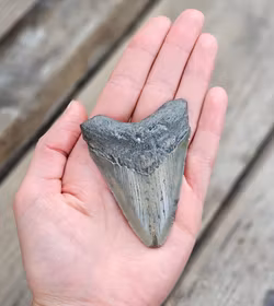 Megalodon tand fossil L #1