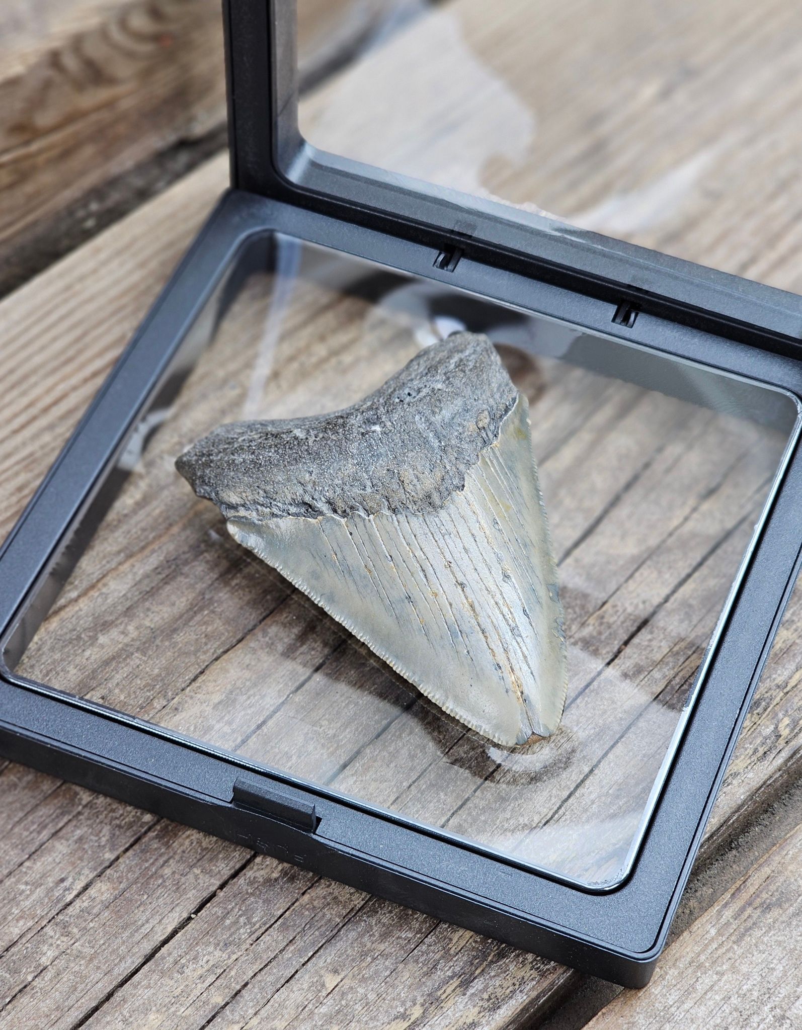 Megalodon tand fossil L