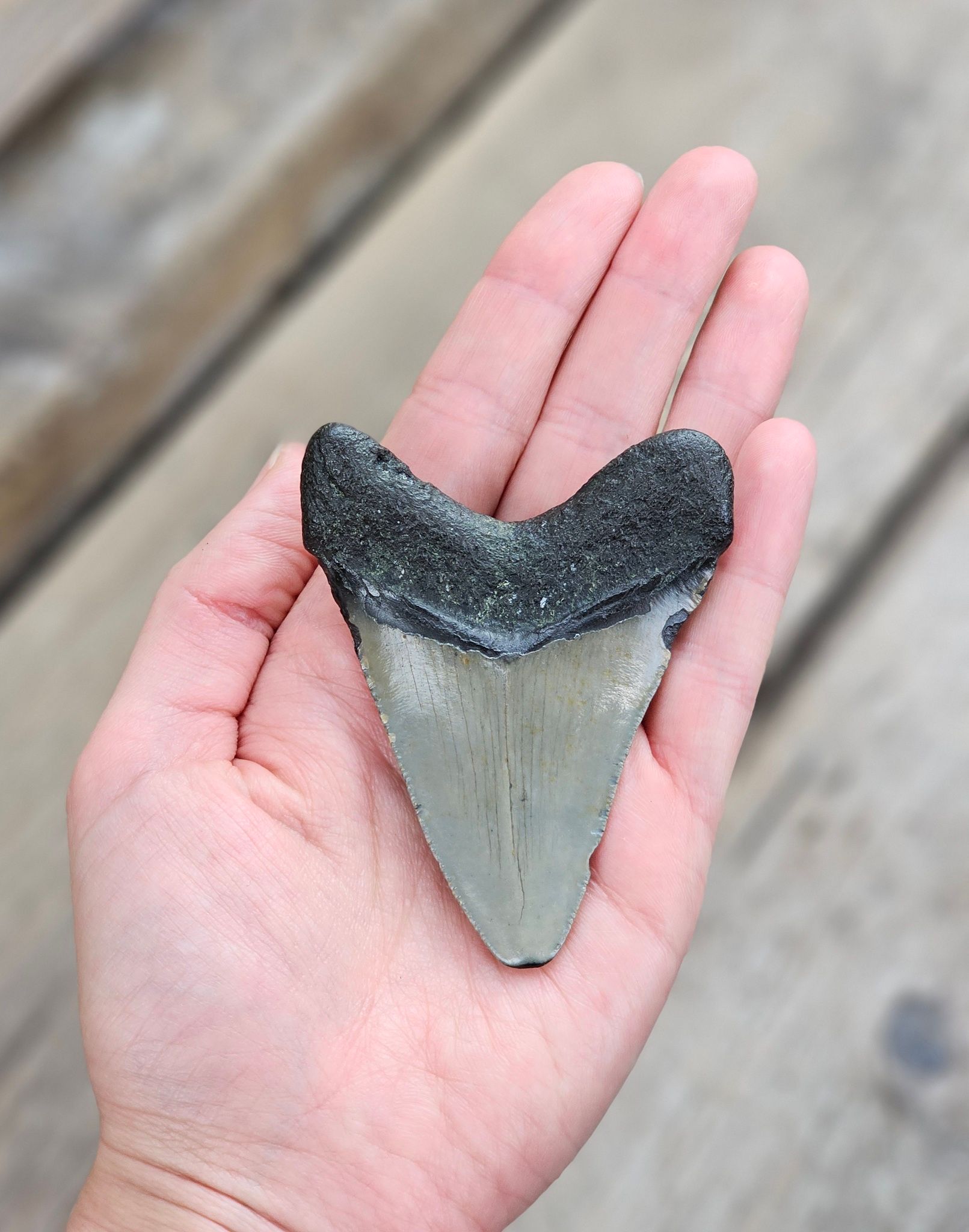Megalodon tand fossil L