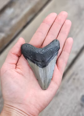 Megalodon tand fossil L #2