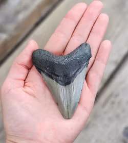 Megalodon tand fossil L #2