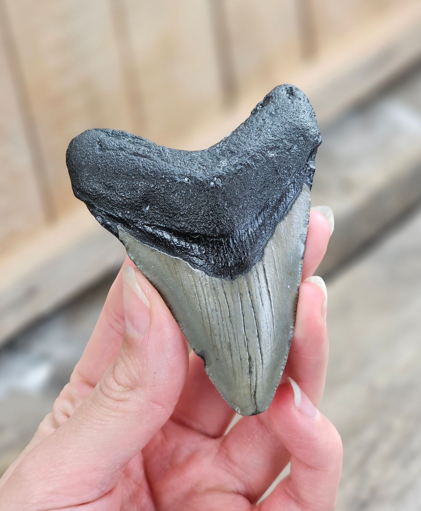 Megalodon tand fossil L