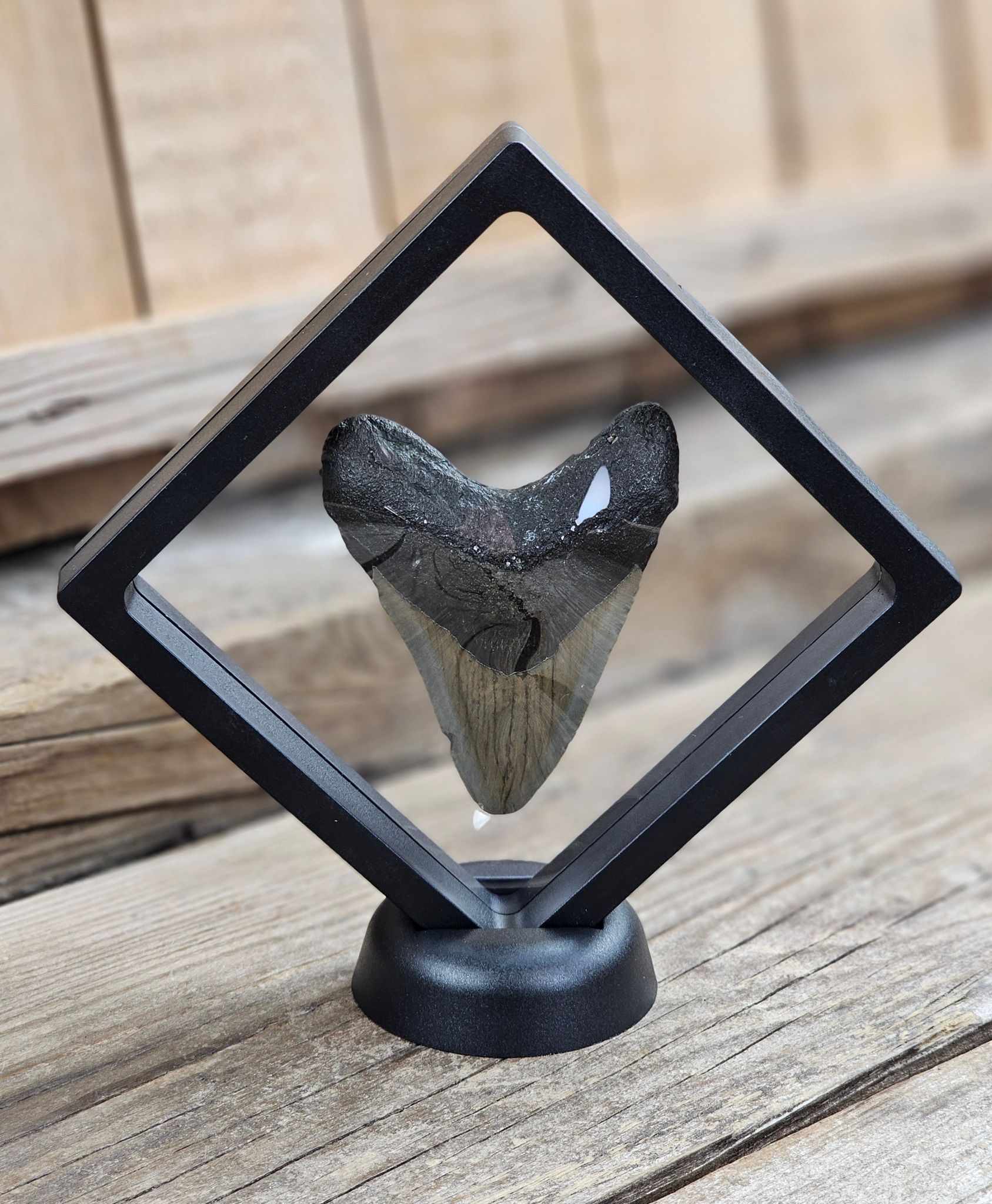 Megalodon tand fossil L