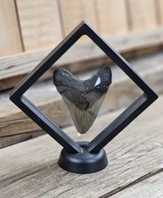 Megalodon tand fossil L #2