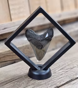 Megalodon tand fossil L #2