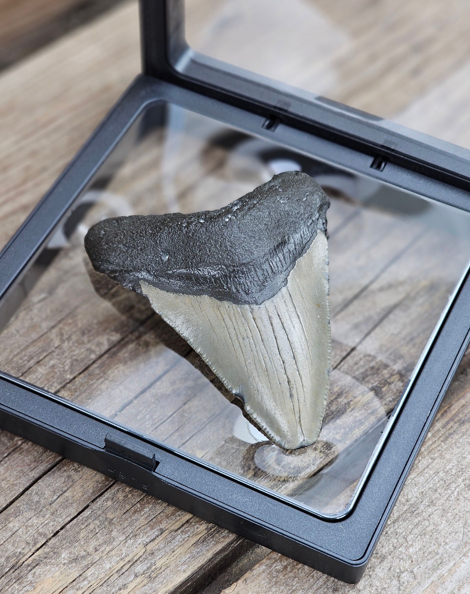 Megalodon tand fossil L