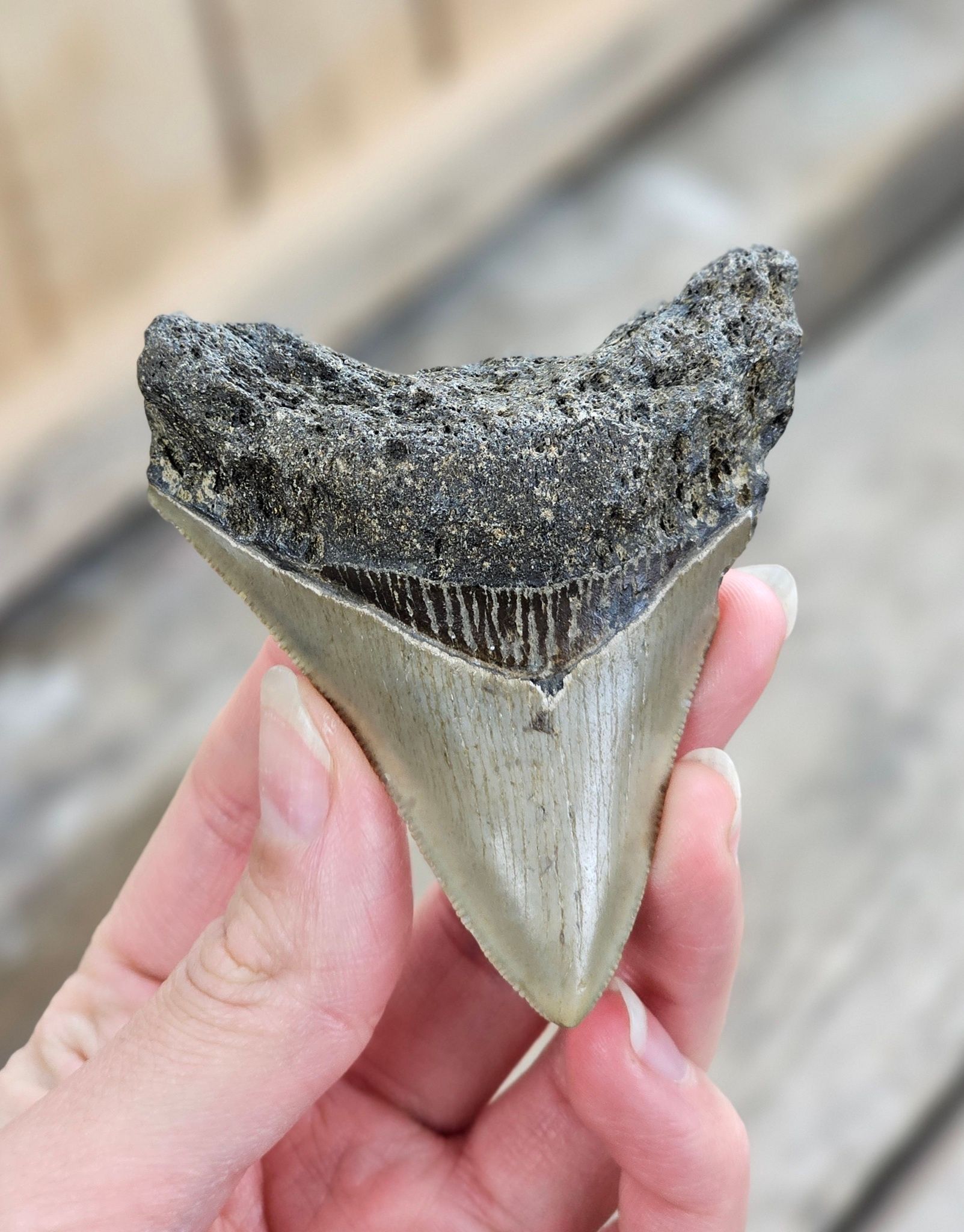 Megalodon tand fossil L