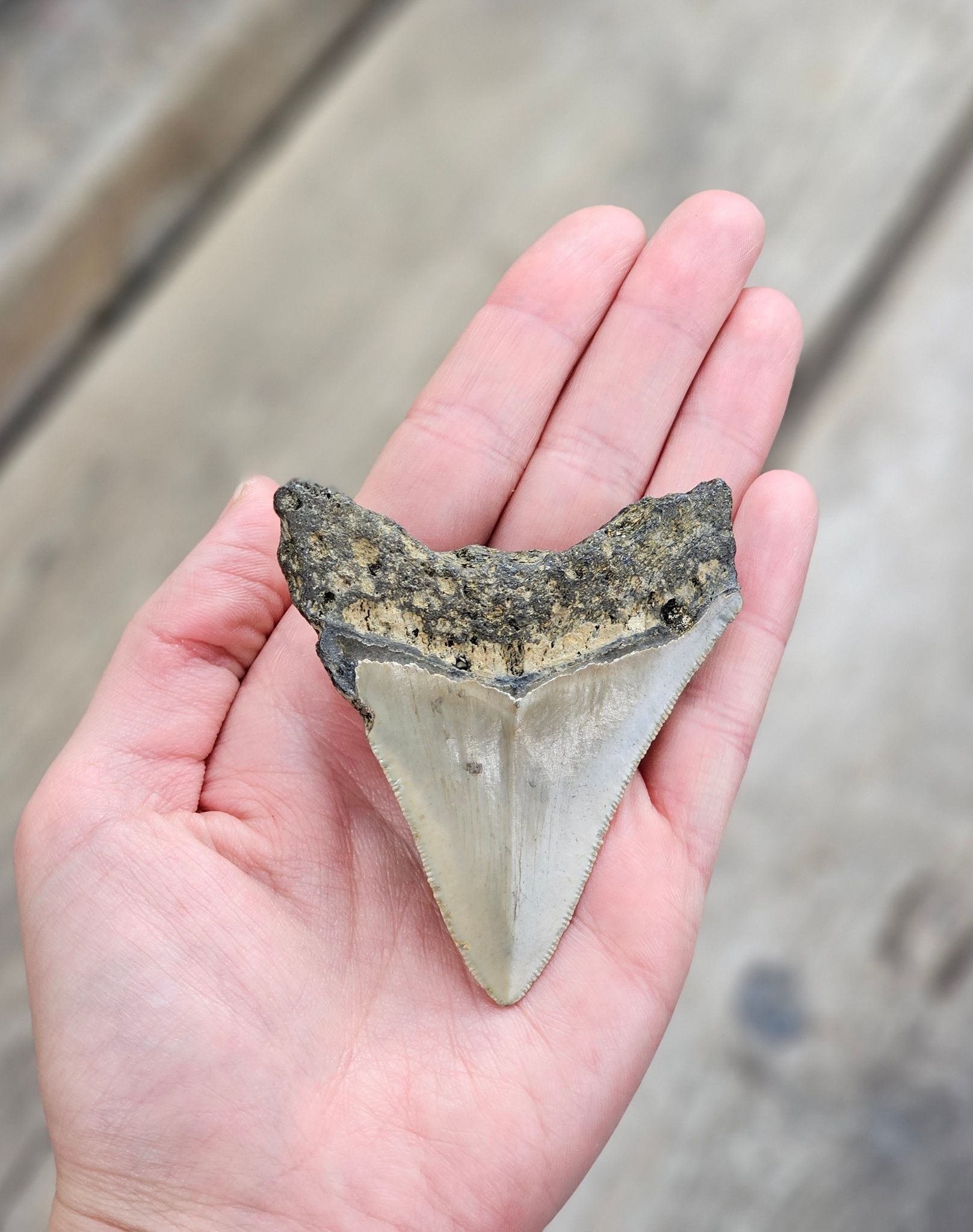 Megalodon tand fossil L