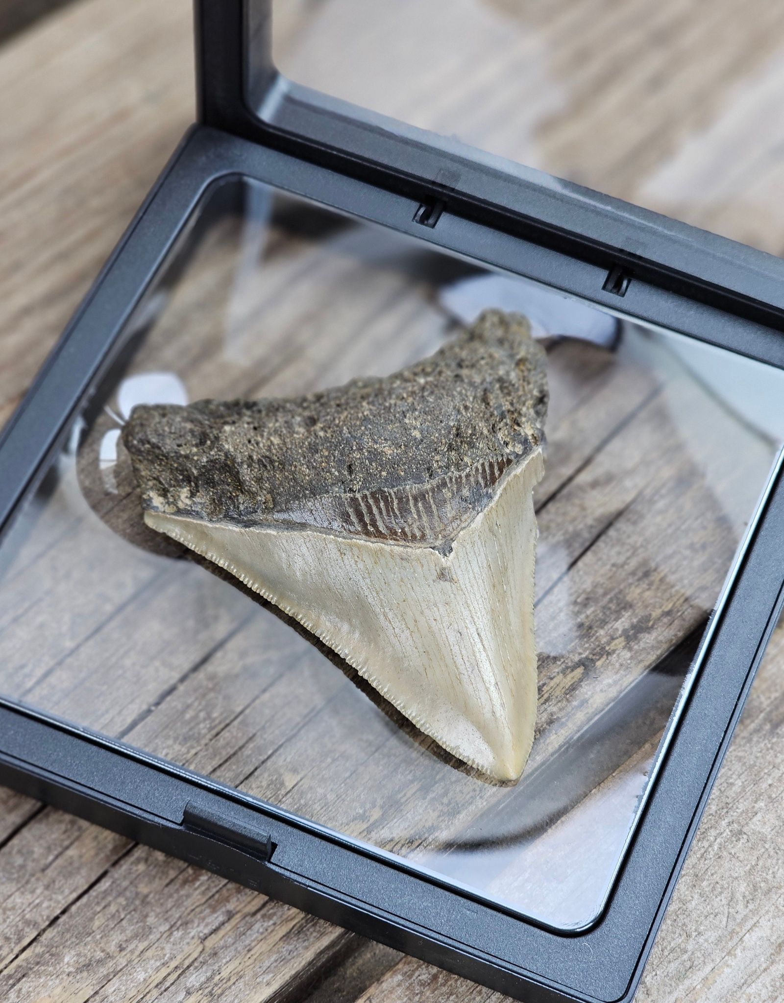 Megalodon tand fossil L