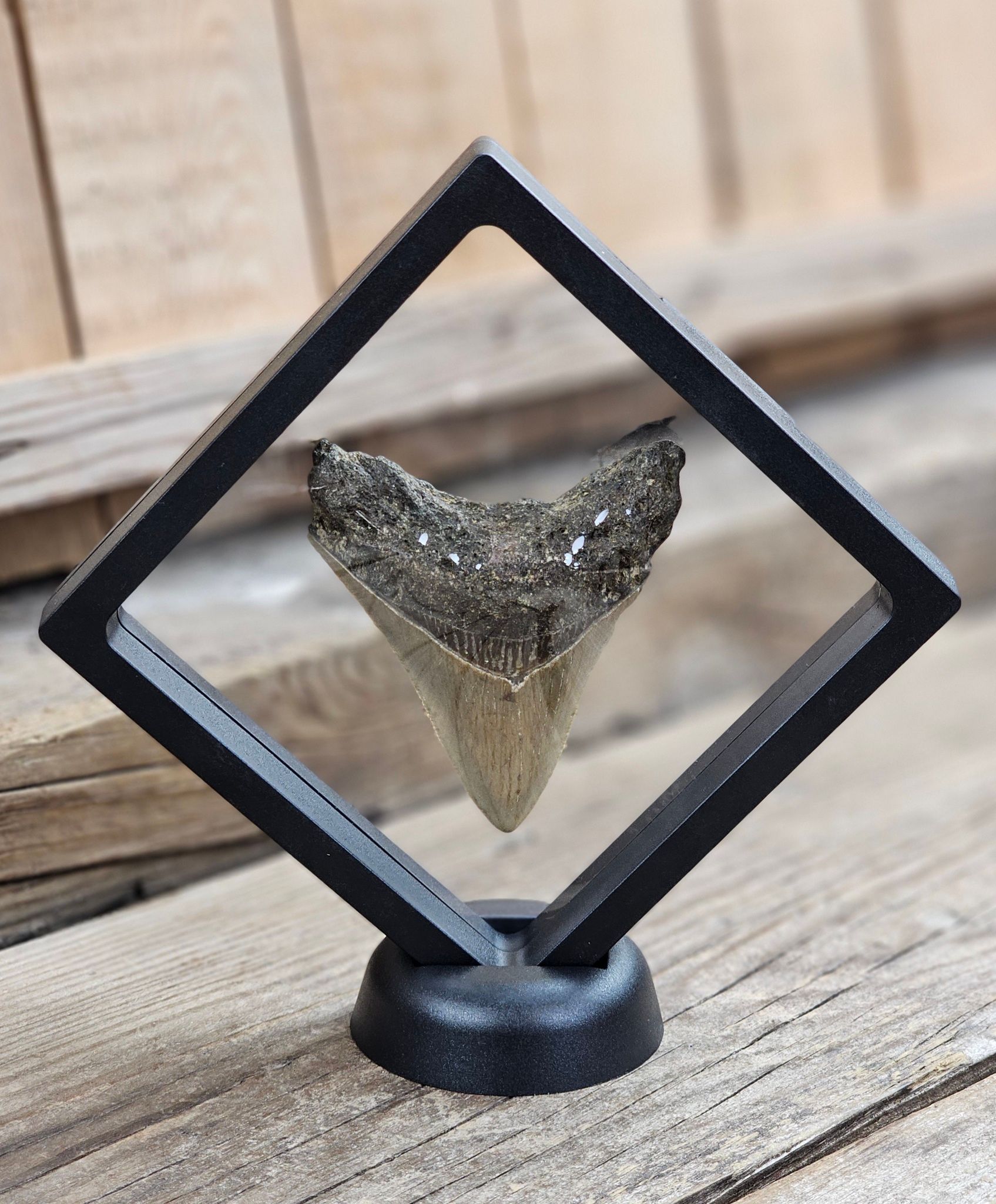 Megalodon tand fossil L