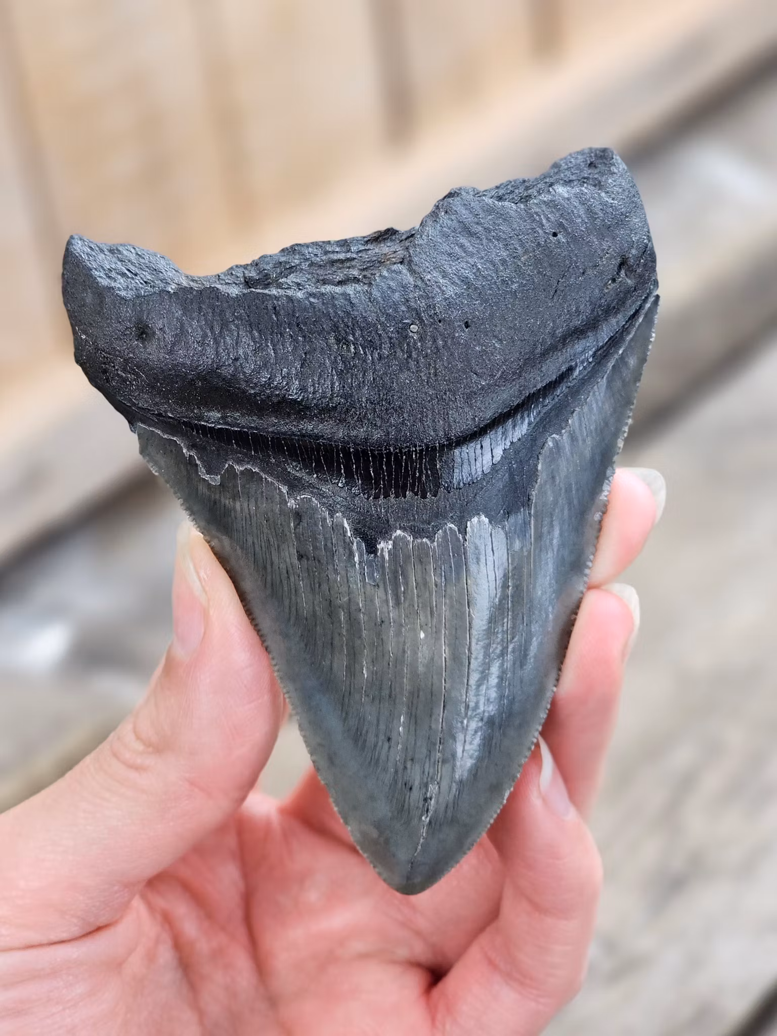 Megalodon tand fossil XL #5