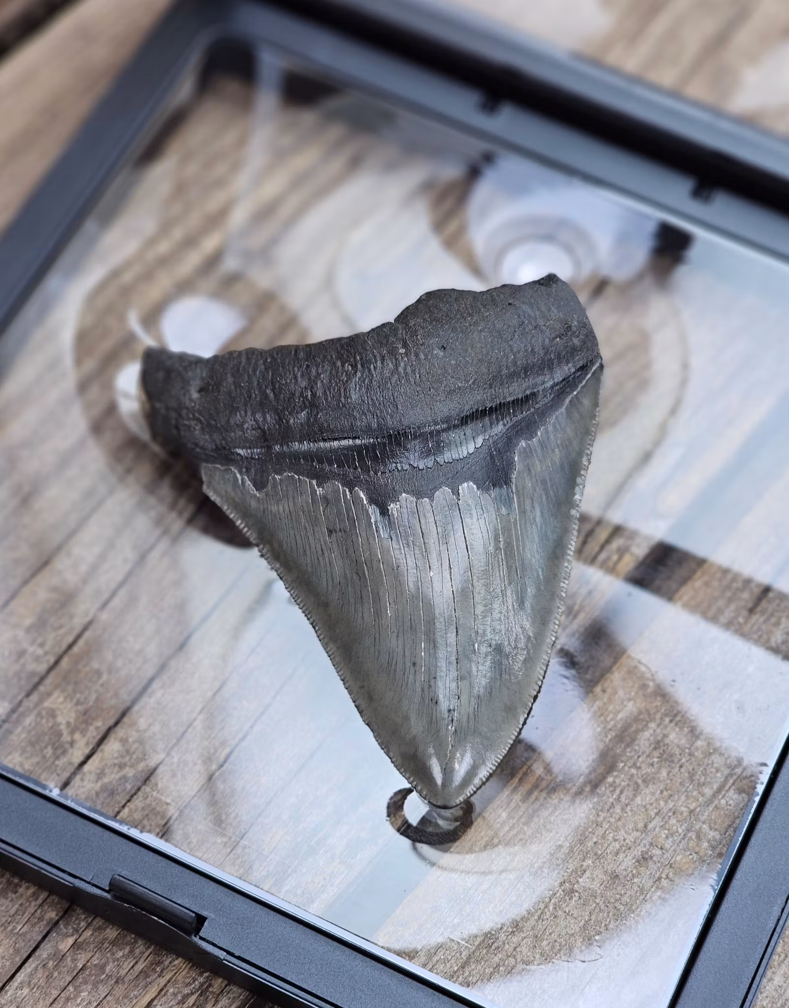 Megalodon tand fossil XL #5
